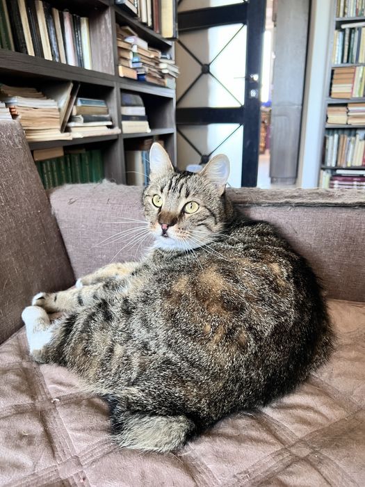 Великий добрий дуже ласкавий котик