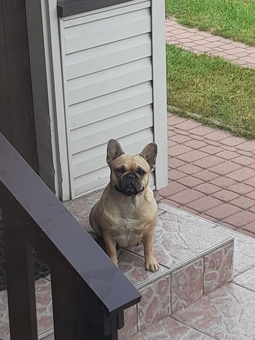 Buldog francuski