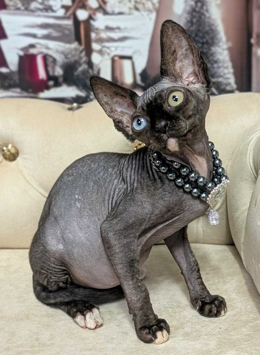 Pearl. Sfinks kanadyjski. Magia urok i luksus w jednym