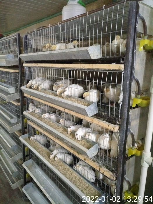 Трёх недельные техасские перепела.