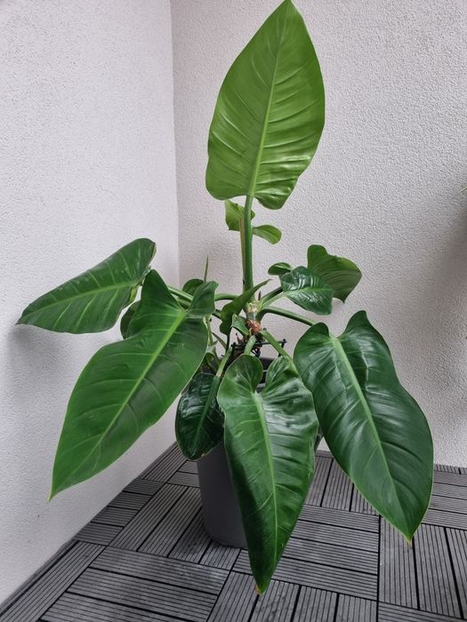 Филодендрон Империал + вазон серый