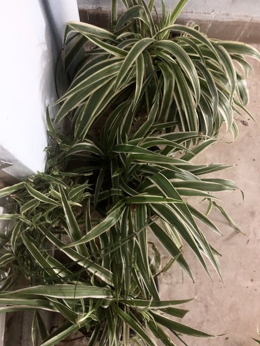 Хлорофітум кущик d. 50 см 90 грн