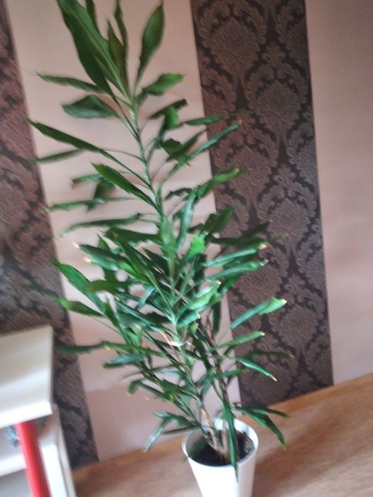Kwiat doniczkowy  yuca  180 cm.