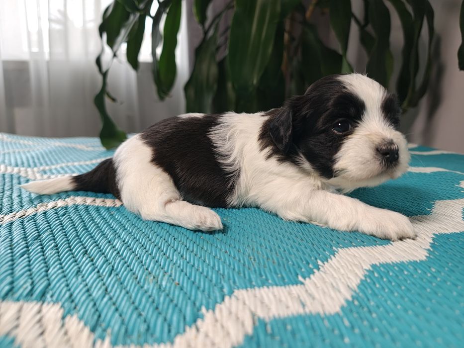 Hawańczyki słodka Dejlunia