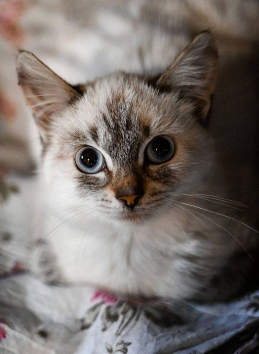 Отдам даром в добрые руки котиков и кошечек