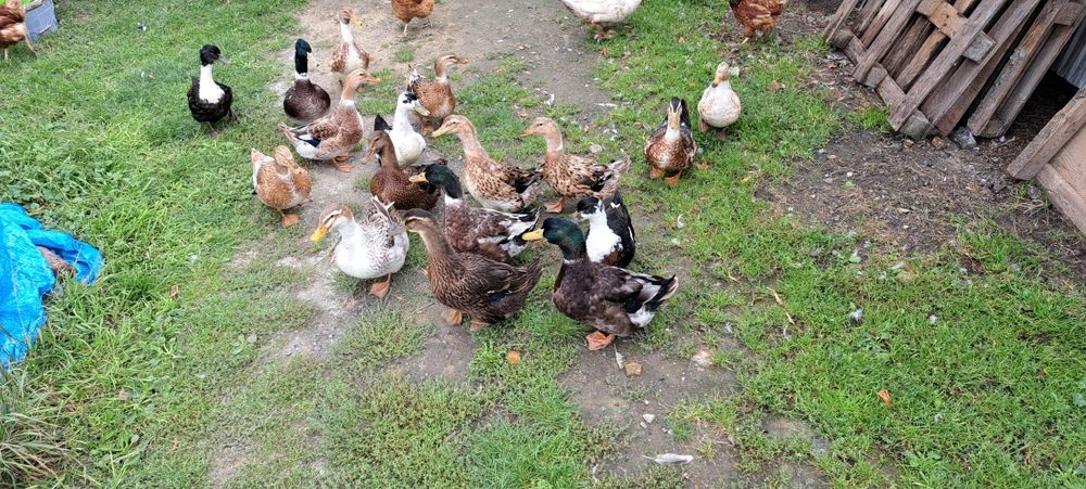 Kaczki Staropolskie młode