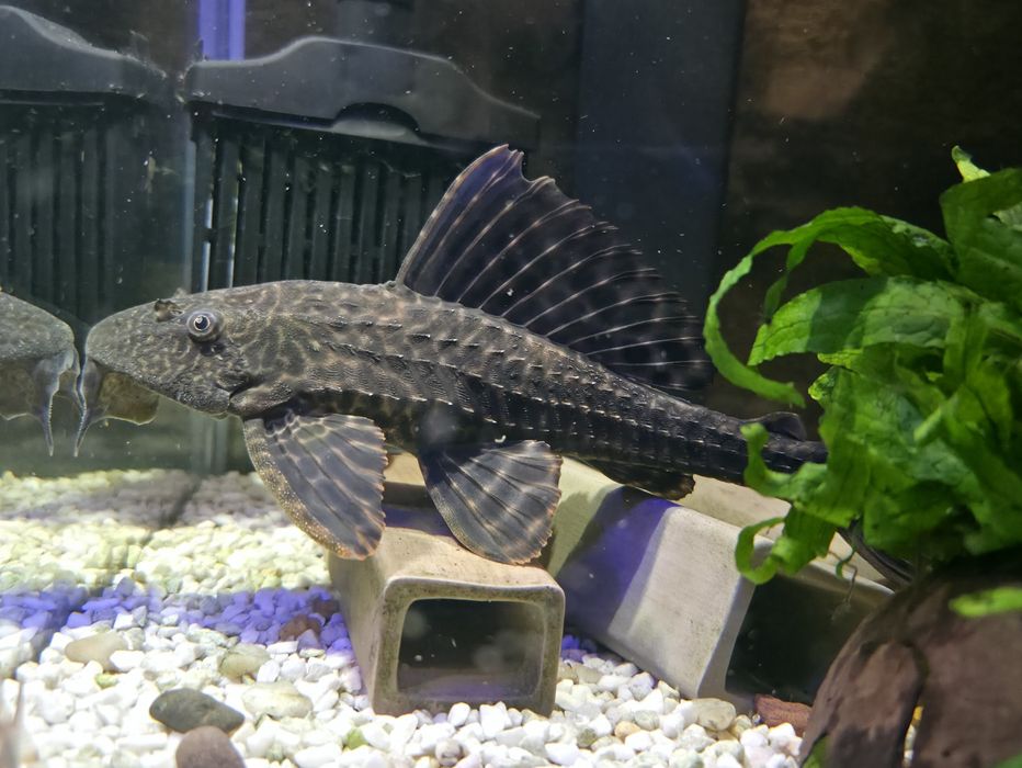 Oddam Zbrojniki ( glonojady )