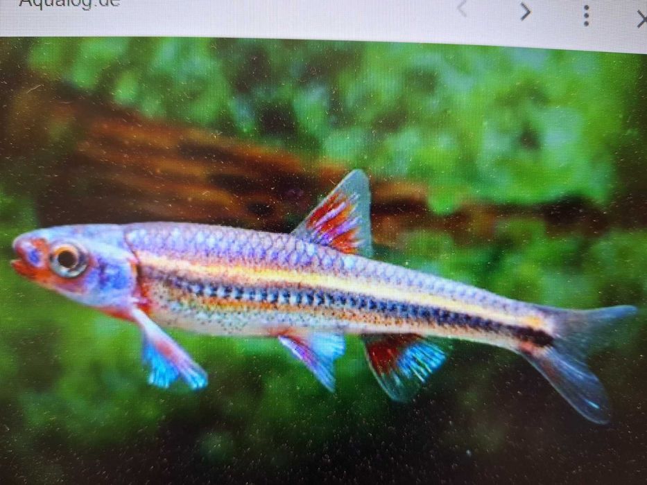 Błyszczek Tęczowy ( notropis chrosomus)