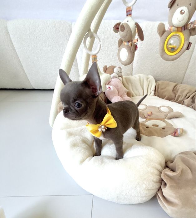 Chihuahua piękna liliowa suczka zarezerwowana