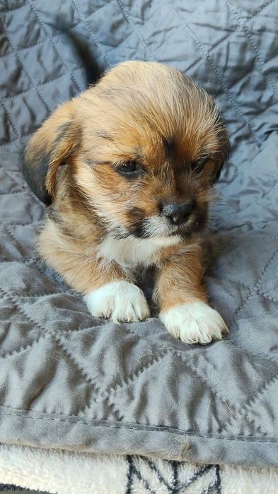 Szczeniaki po Shih tzu