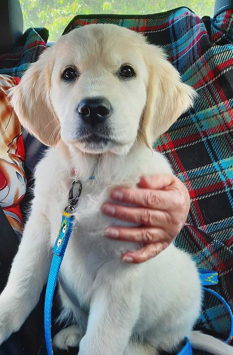 Suczka GOLDEN RETRIEVER, Aria - nadal poszukiwana!!! (nagroda)