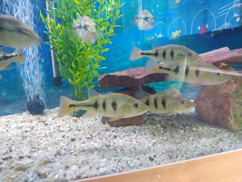 Cichla Brokopondo 15 - 20 cm