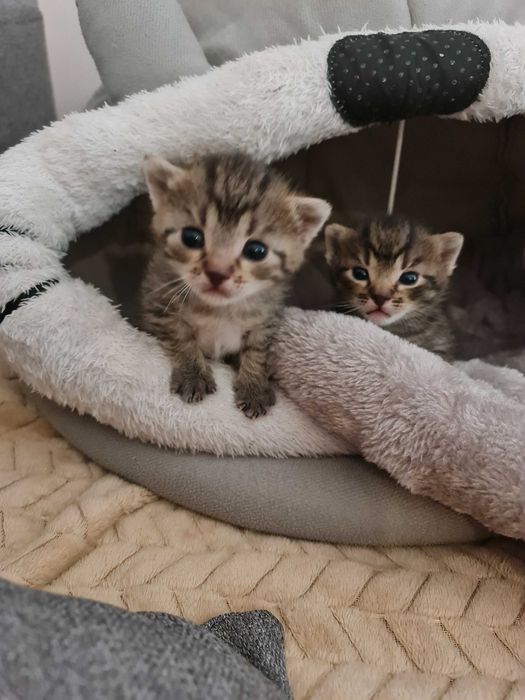 Kotki do adopcji