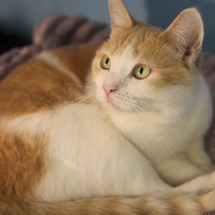 Киця в пошуку родини