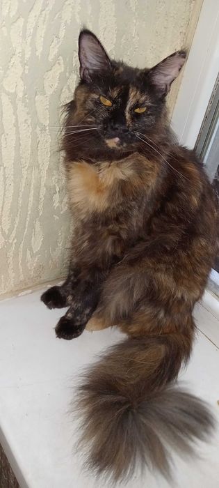 Продаются шикарные чистокровные девочки Мейн-Куны черепахового цвета