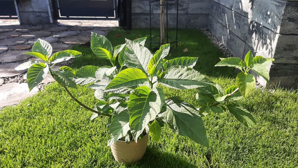 Datura brugmansia różowa