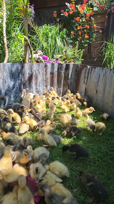 Biegus Indyjski import