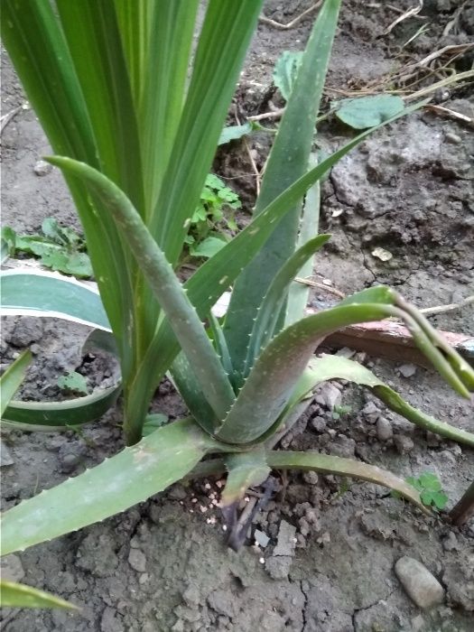 продаю алоє вера