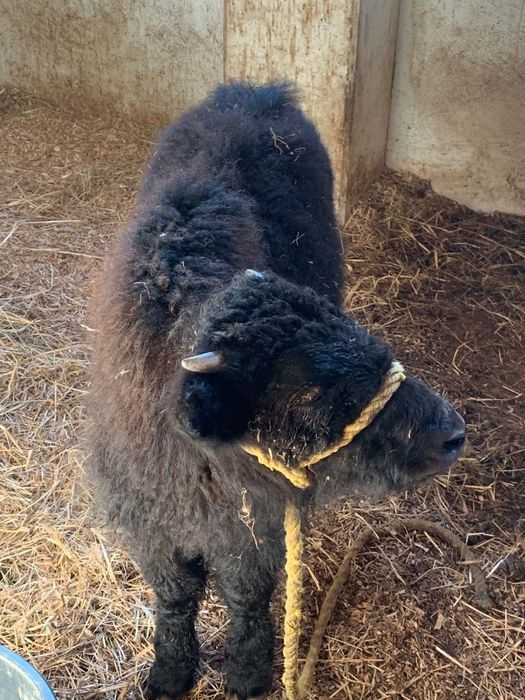 Yak do Tibete / Animais