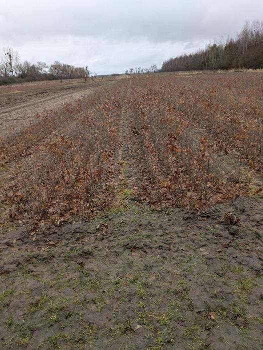 Dąb sadzonka sadzonki dęba deba