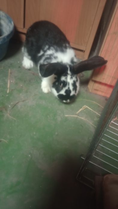 Młody królik samiec