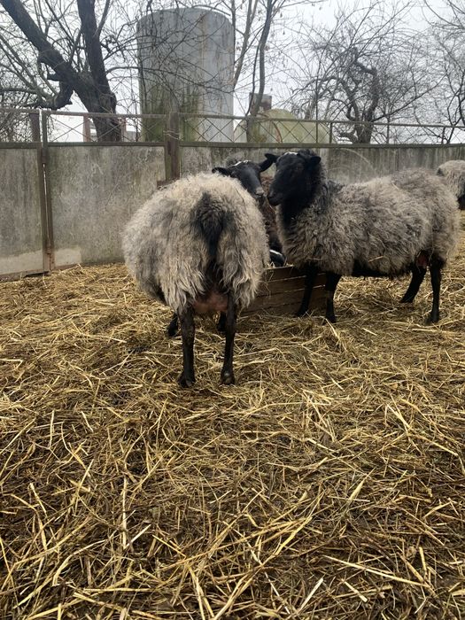 Романовские овцы ( баран, овца, ягниця )