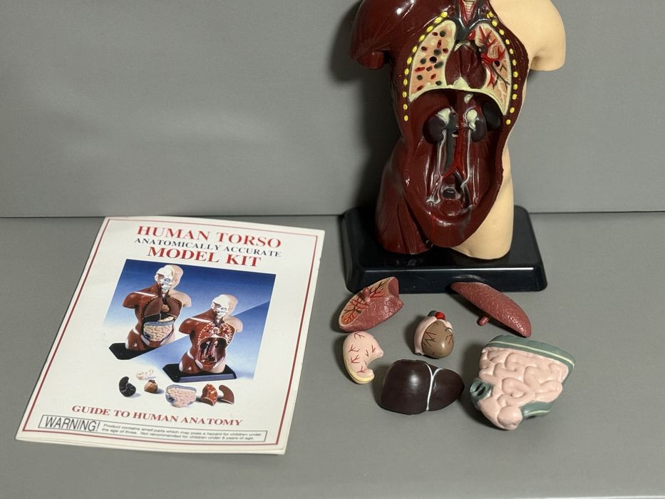 Анатомічна модель «Анатомія для школярів» 26см з буклетом англійською
