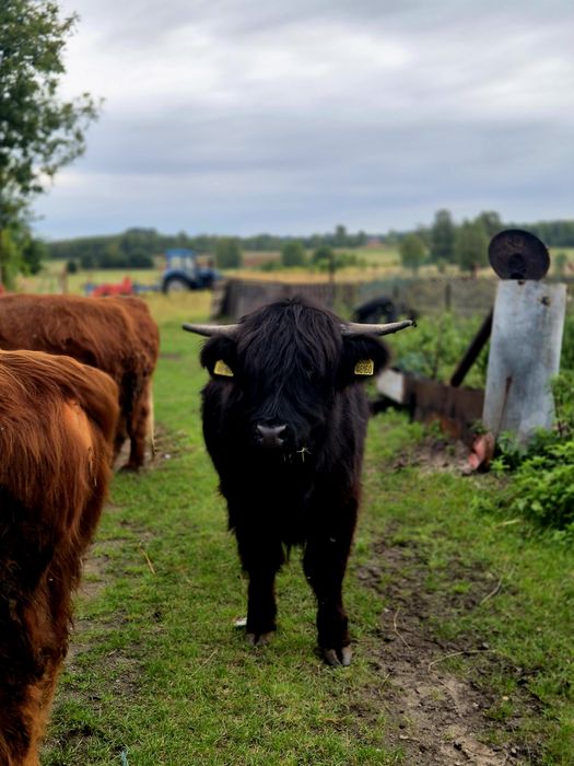 2 krowy highland cattle