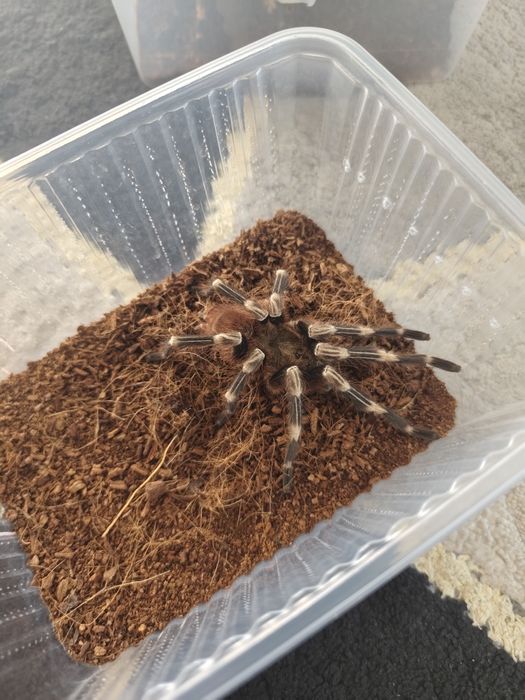 pająki –samice, samce i młode