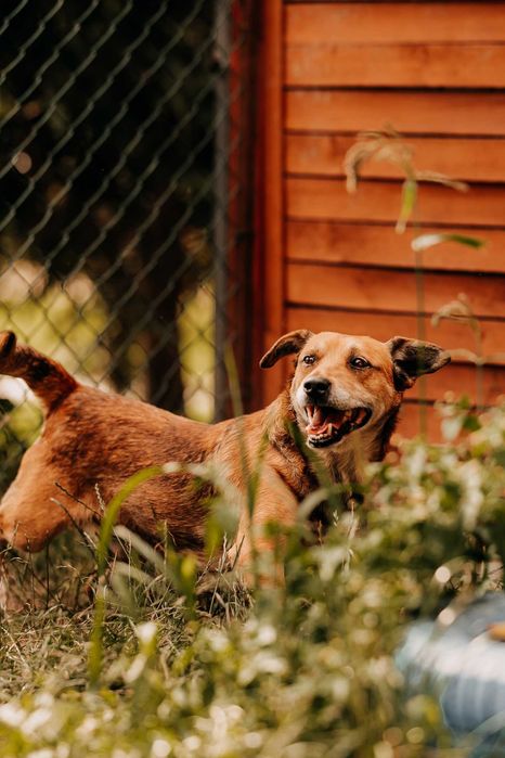Major - wesoły psiak do zadań specjalnych i przytulania