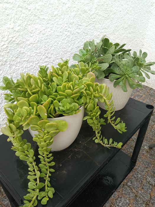 Suculentas vasos grande