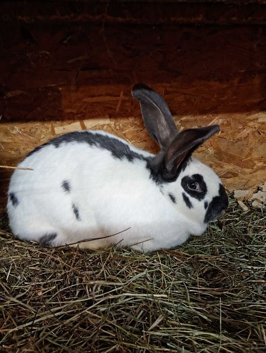 srokacz niemiecki  bialo niebieski samica