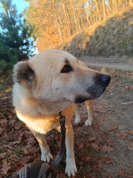 Zuska przyjechala do nas z Turcji