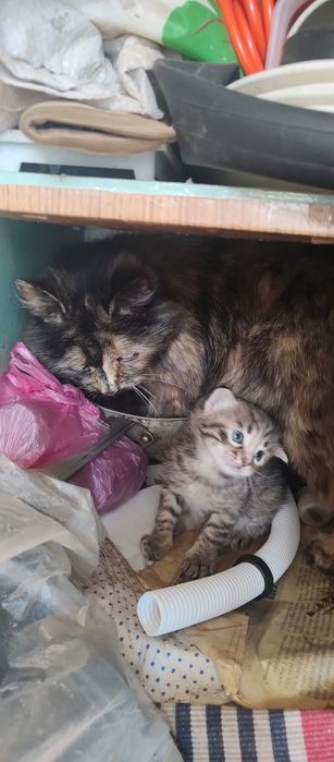 Кошенята дівчата