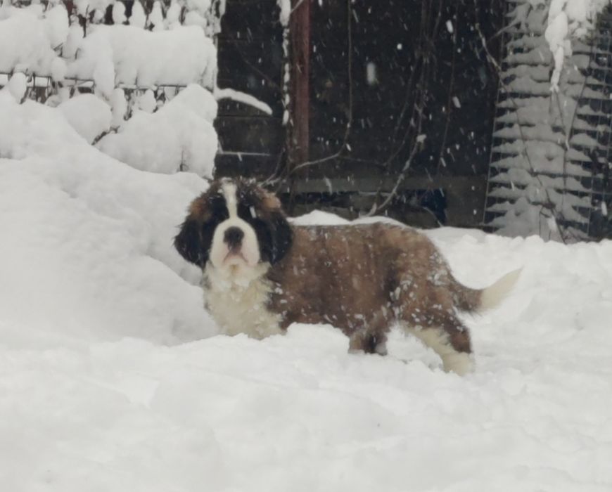 Довгошерстний хлопчик сенбернар. Офіційний розплідник КСУ FCI