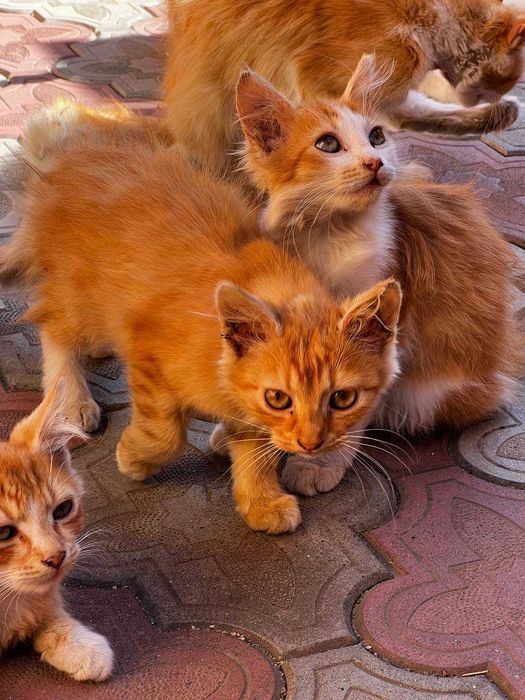 Віддам Котиків в добрі руки