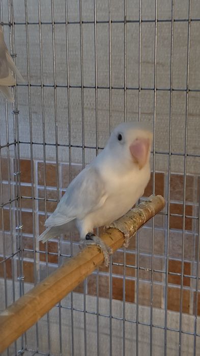 Agapornis Fischeris e Personatus
