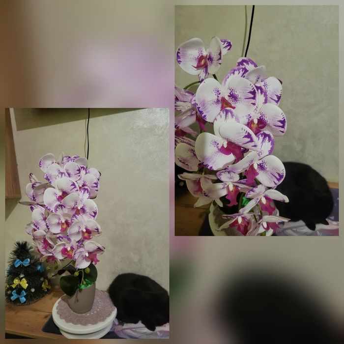Латекса  орхідеї