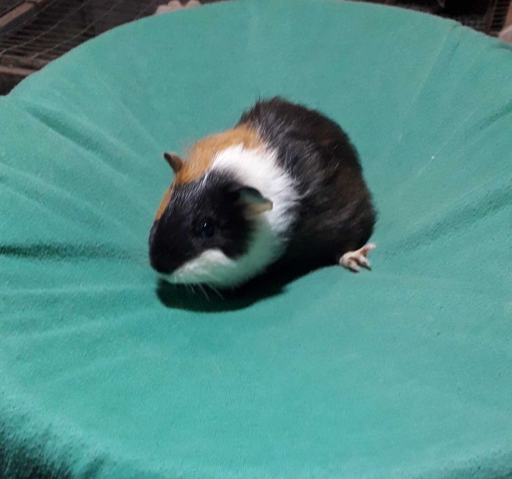 Морські свинки гладкошерсті