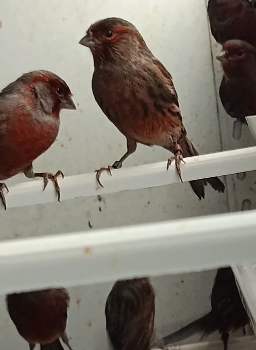Canários Negros Vermelhos