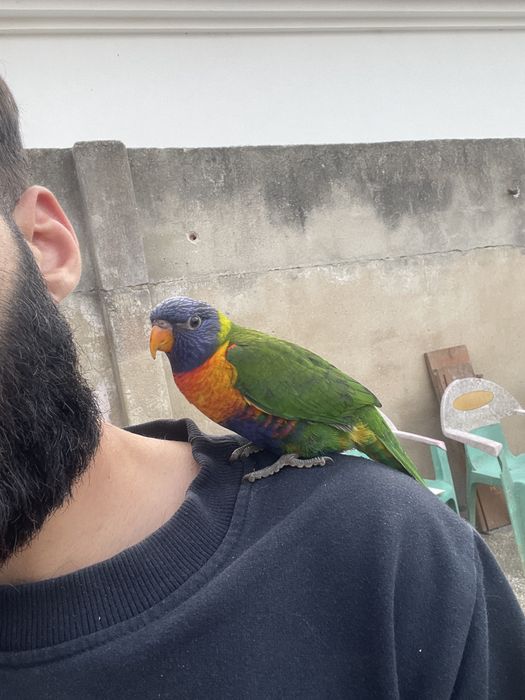 Loris criado a papa muito meigo