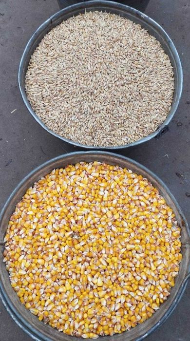 Продам зерно ячменю та кукурудзи