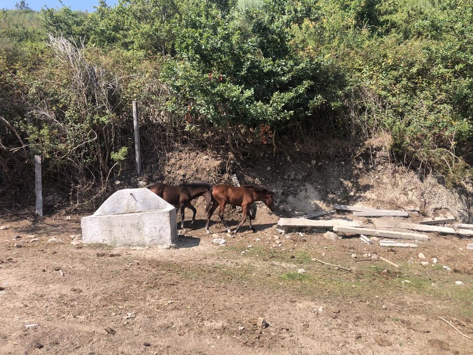 Garranas 8 meses disponiveis