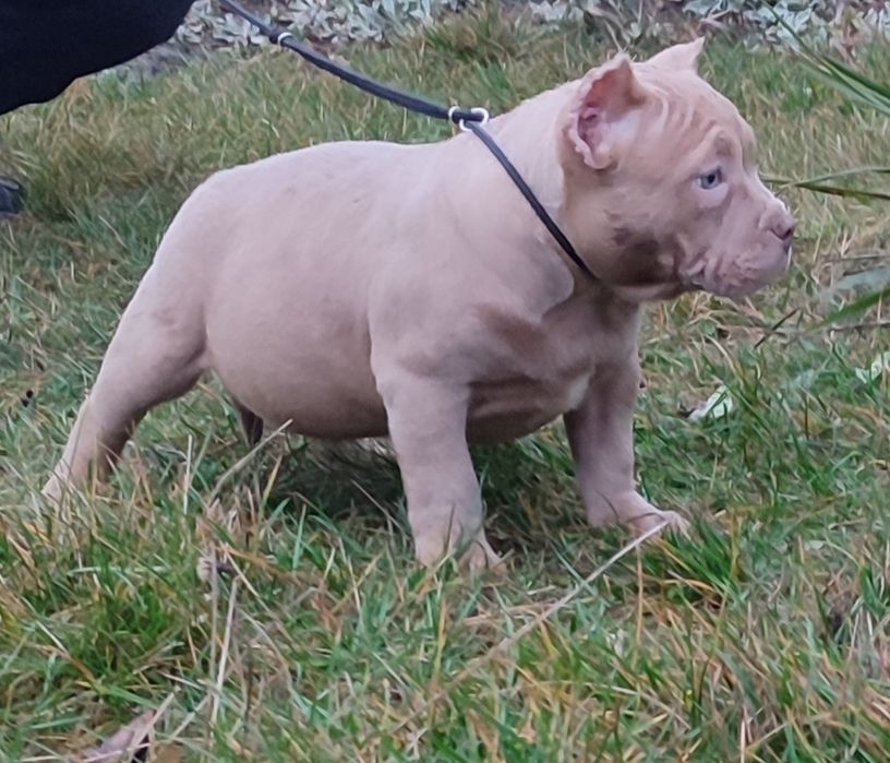 American bully pocket !