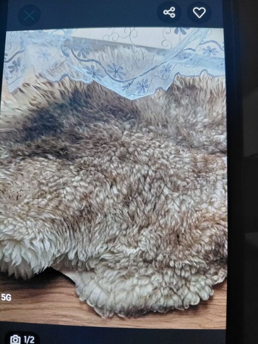 sprzdedam skory z owcy