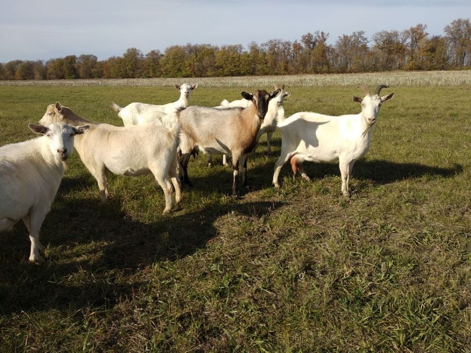 Срочно  продаётся стадо дойных коз