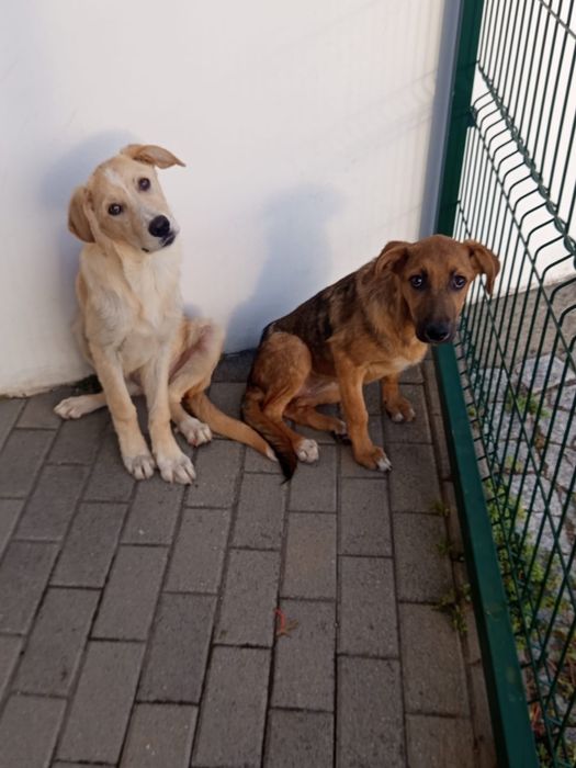 Cadelinhas bebes para adopção