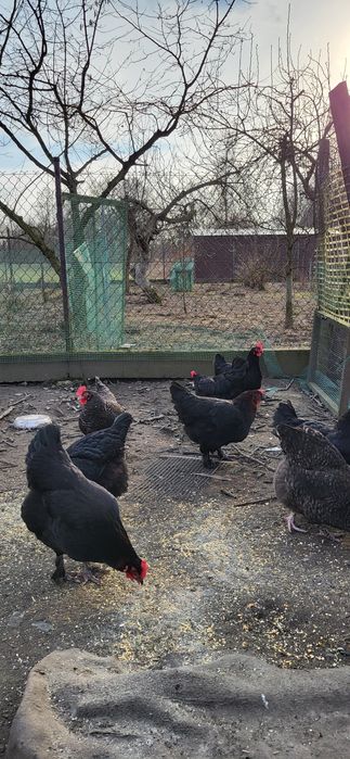 Jajka lęgowe marans