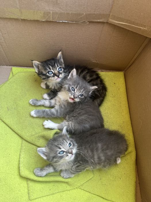 Котята віддам безкоштовно