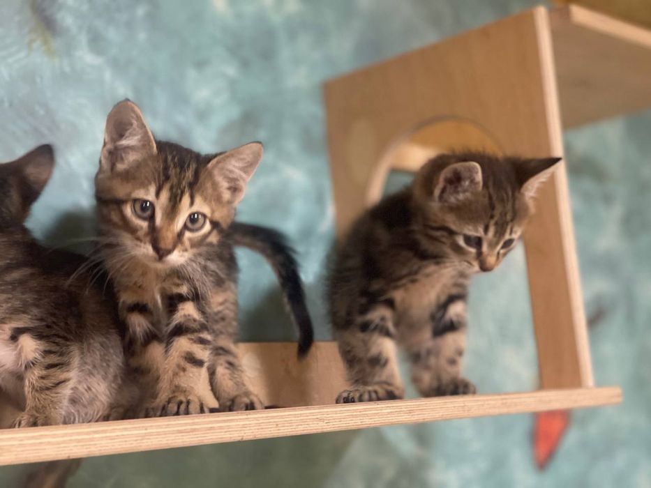 Красивые котята ищют дом